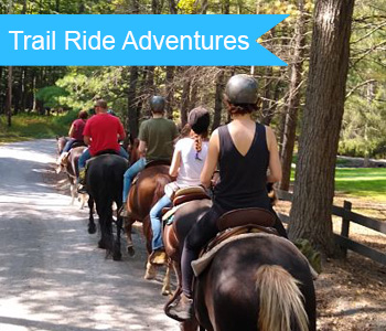 Horses and riders on a country trail ride.